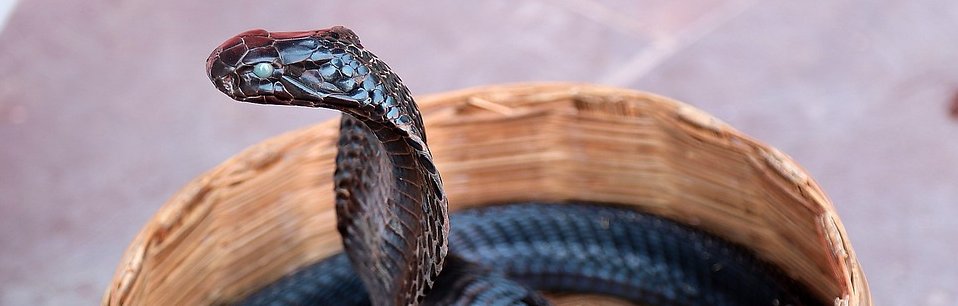 account Probleem incident Wat moet je doen als je een slang tegenkomt, en zijn slangen in het  buitenland gevaarlijk? | JoHo