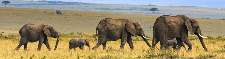 familie olifant