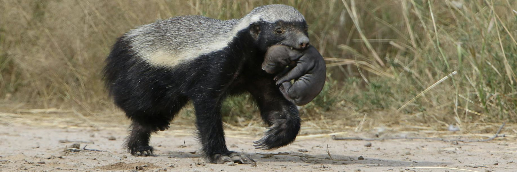 afrika honingdas met een baby zoogdier wandelen vervoeren verplaatsten in het wild