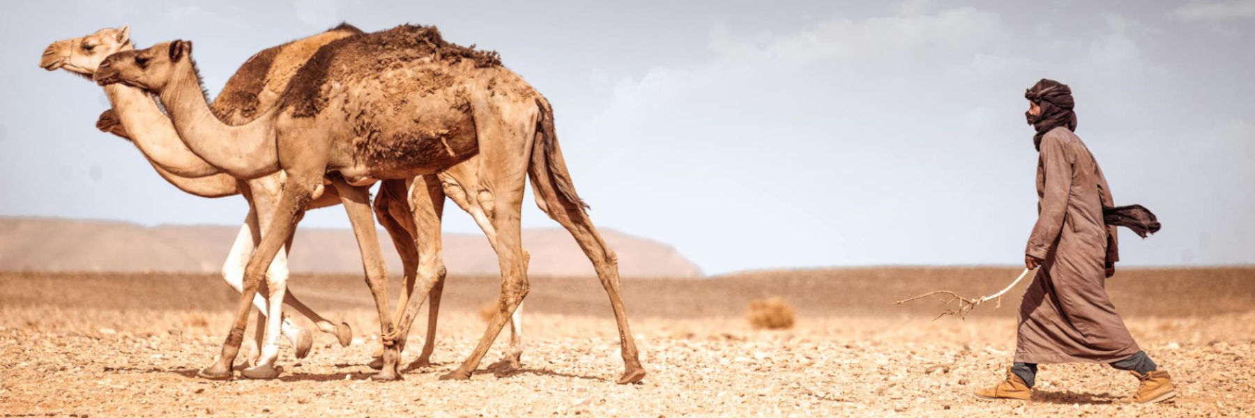 algerije kamelen dromedaris hoefdier kudde sahara woestijn nomade