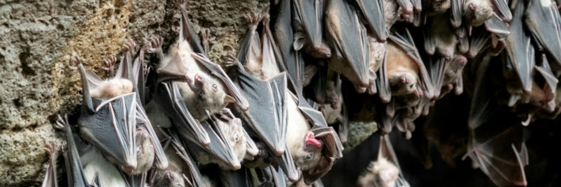 amerika vleermuis ondersteboven rotsen grot slapen hangen