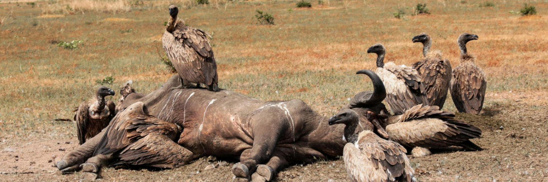 gier gieren samen eten dier op de grond