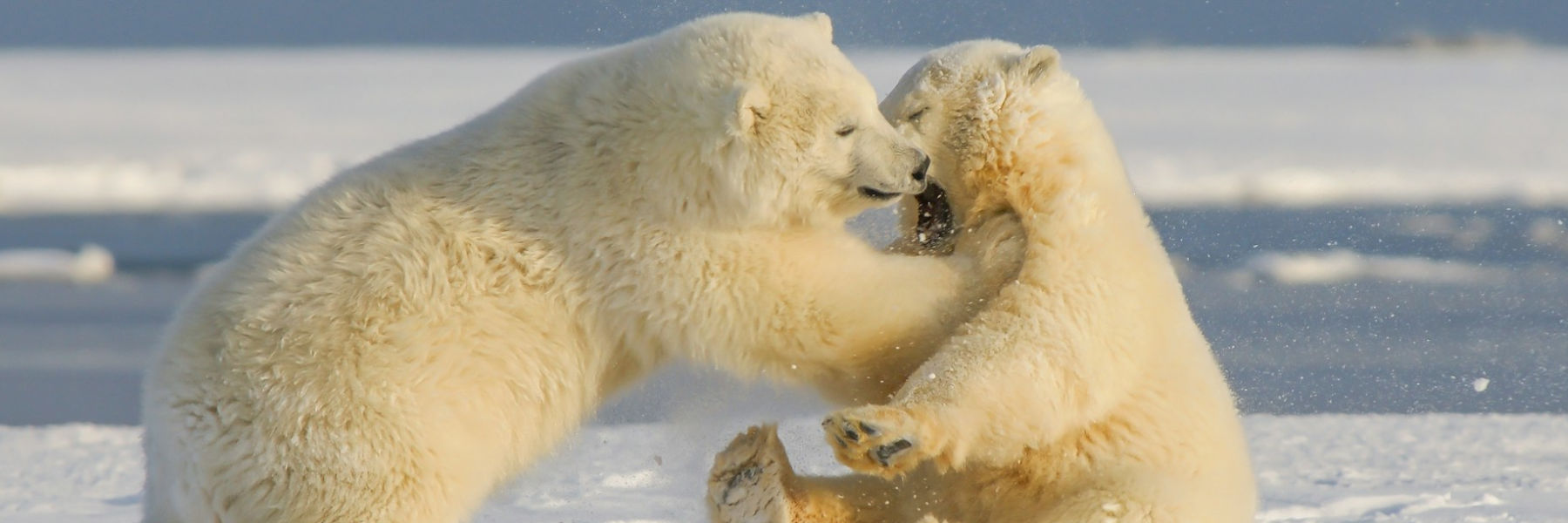 ijsbeer poolgebied aanvallen vechten sneeuw ijs