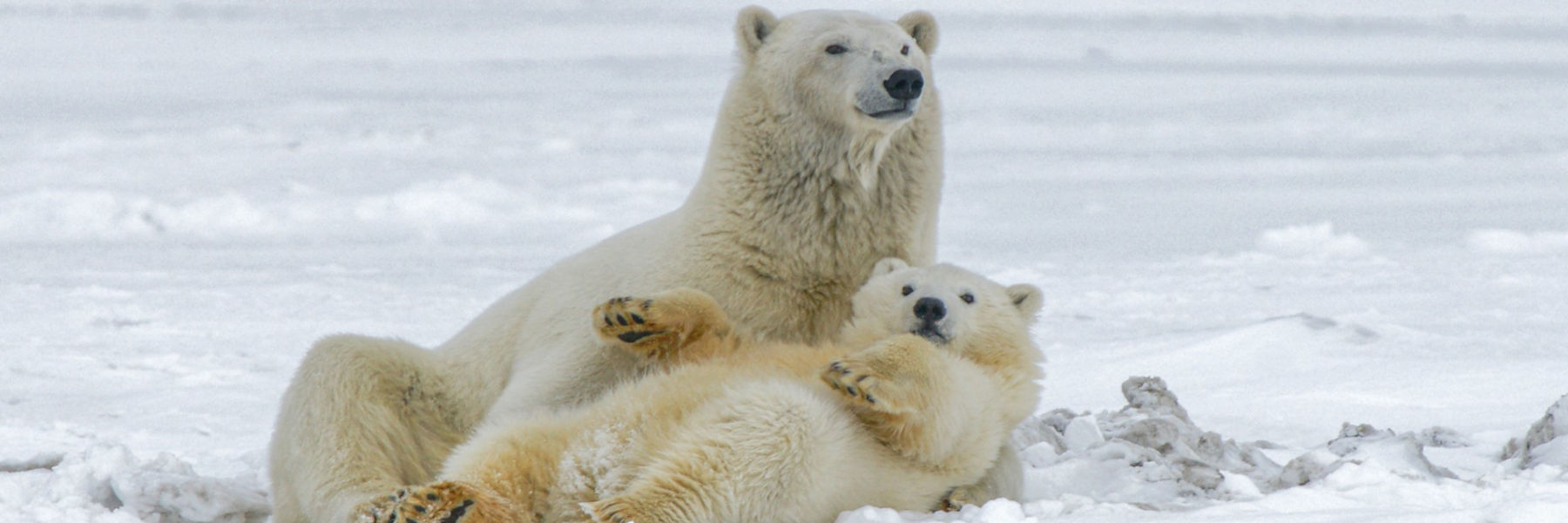 ijsbeer poolgebied liggen chillen relaxe koud sneeuw ijs