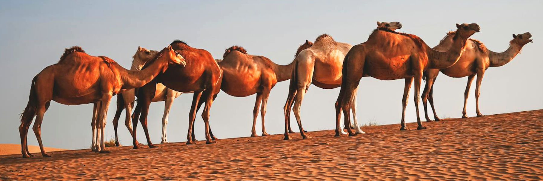kamelen wild in sahara woestijn lopen droogte zand