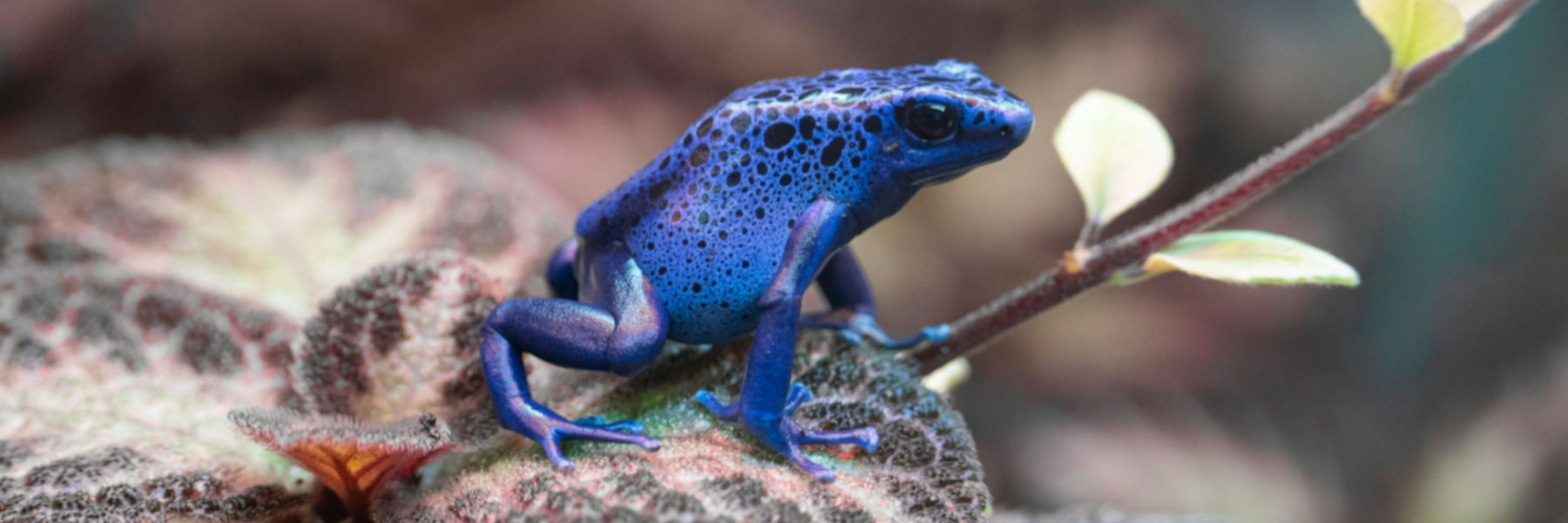 kikker blauwe pijlgif regenwoud gevaarlijk