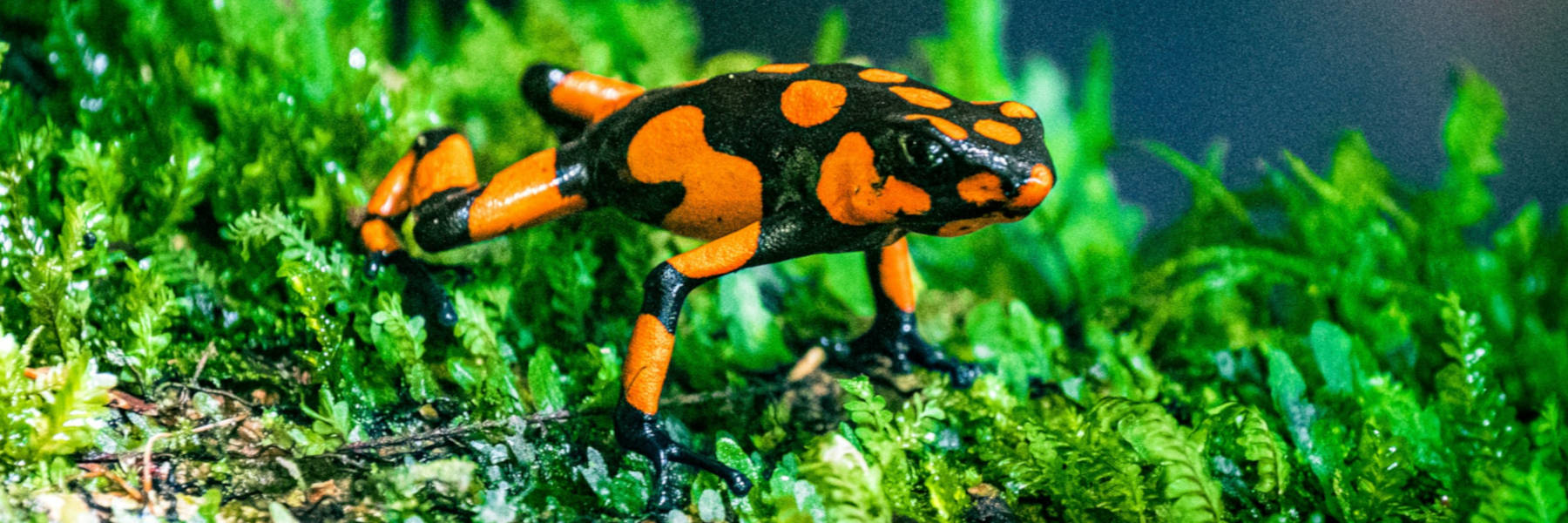 kikker giftig gekleurd bossen tropisch oranje zwart