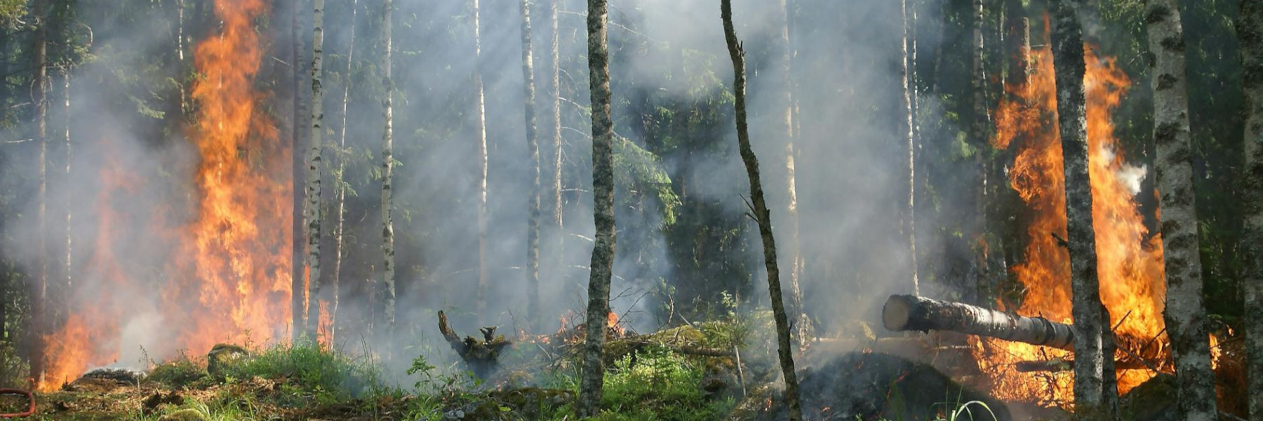 natuurbrand bosbrand extreme hitte vuur rook droge seizoen klimaat bosgebied bomen buitenland