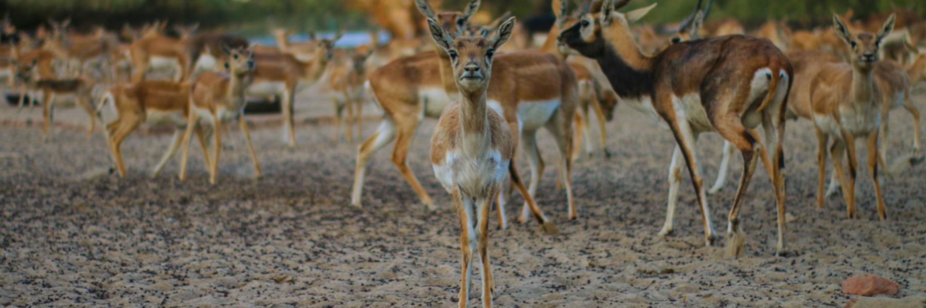 noord afrika gazelle hoefdieren in het wild kudde antilope natuur gras