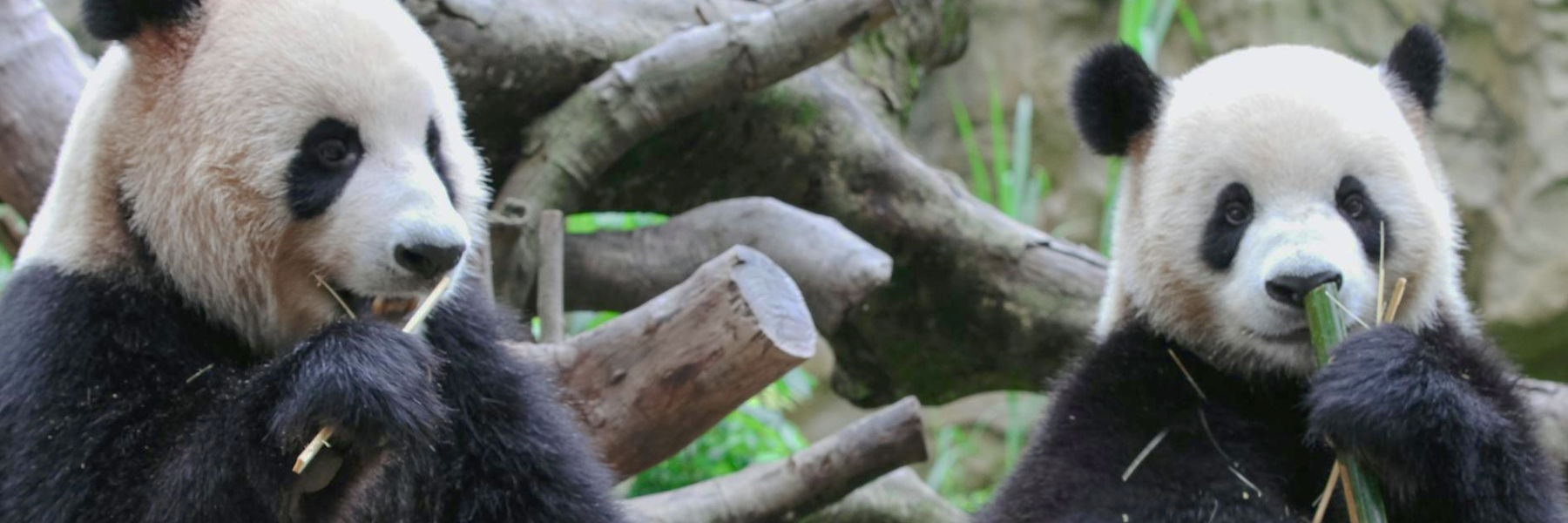 reuzepanda bamboe eten dierentuin