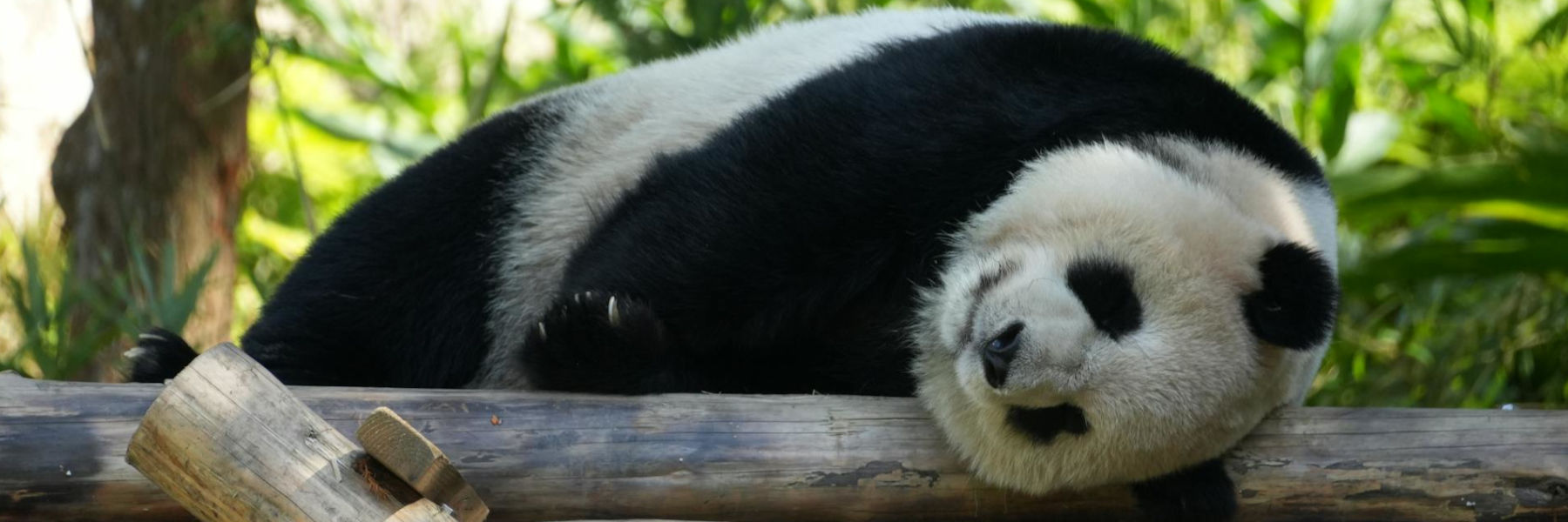 reuzepanda op boom luieren slapen rusten