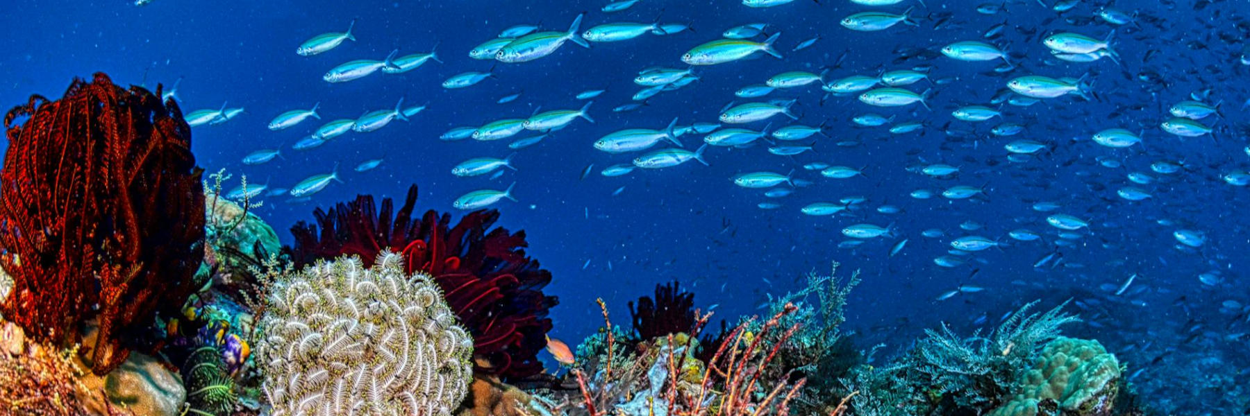 Sint Eustatius koraal rif onder water vissen