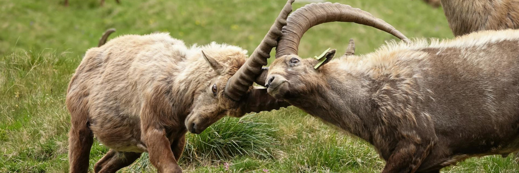 steenbok hoefdier vechten gevaarlijk bronstijd dominant hoorgevecht bergen wild