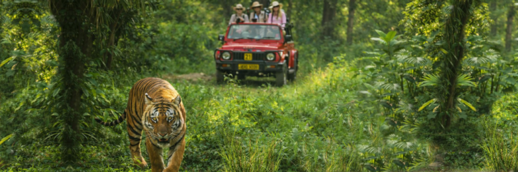 tijger safari bossen groen jungle lopen