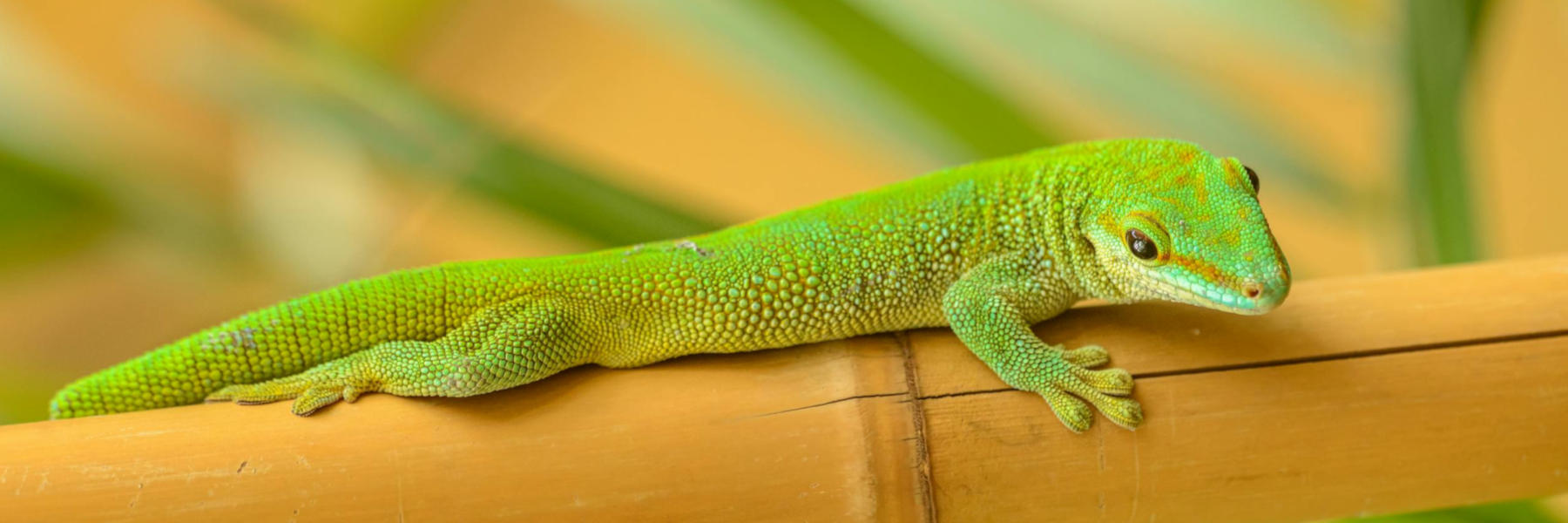gekko hagedissen platte kop insecteneter