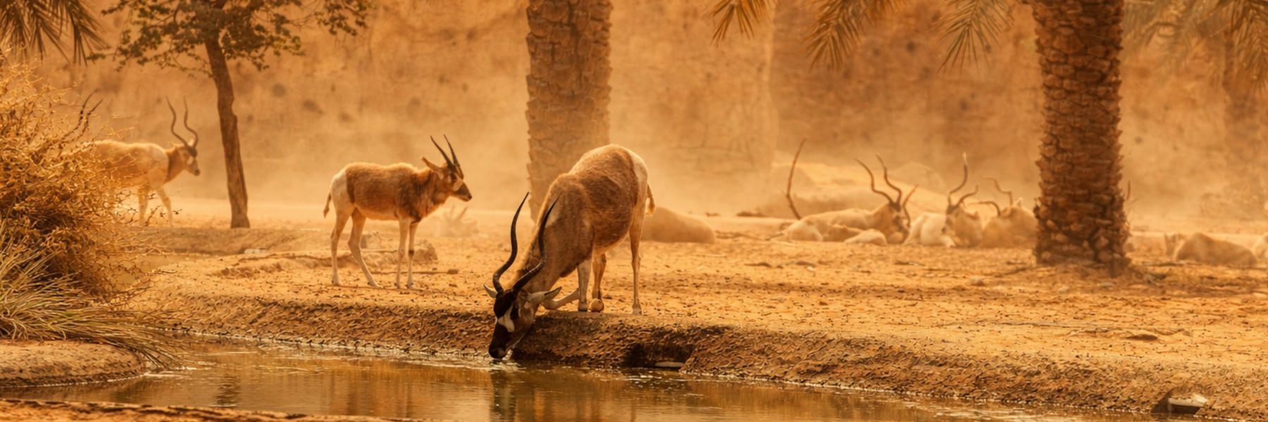 hittegold extreme warmte dieren dorst zwak water drinken