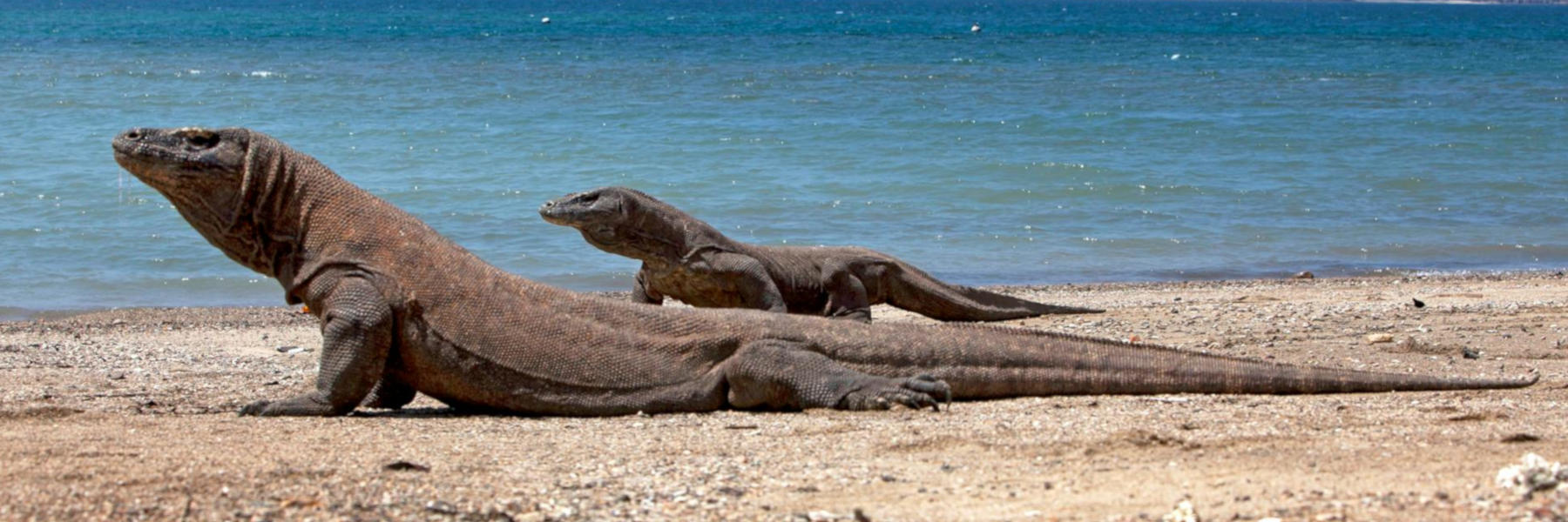 komodo dragon gevaarlijk carnivoor klauwen