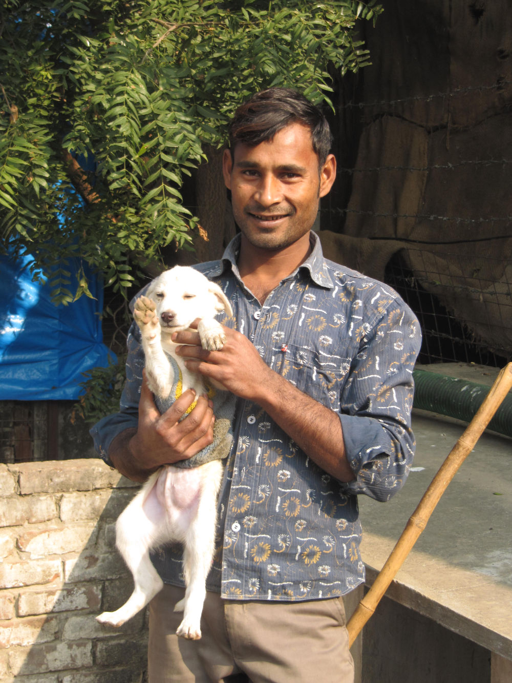 Join the World Animal Foundation and protect animals in India or elsewhere