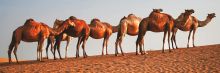 kamelen wild in sahara woestijn lopen droogte zand